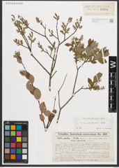 Foto von Salix starkeana Willd.